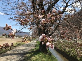 桜のつぼみがほころぶ頃