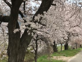 桜満開