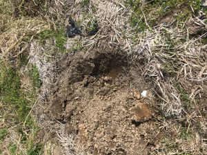 ヒノキの苗木を植えるための深さ３０ｃｍの穴