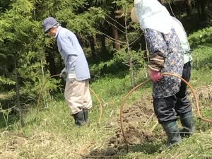 ホースで散水